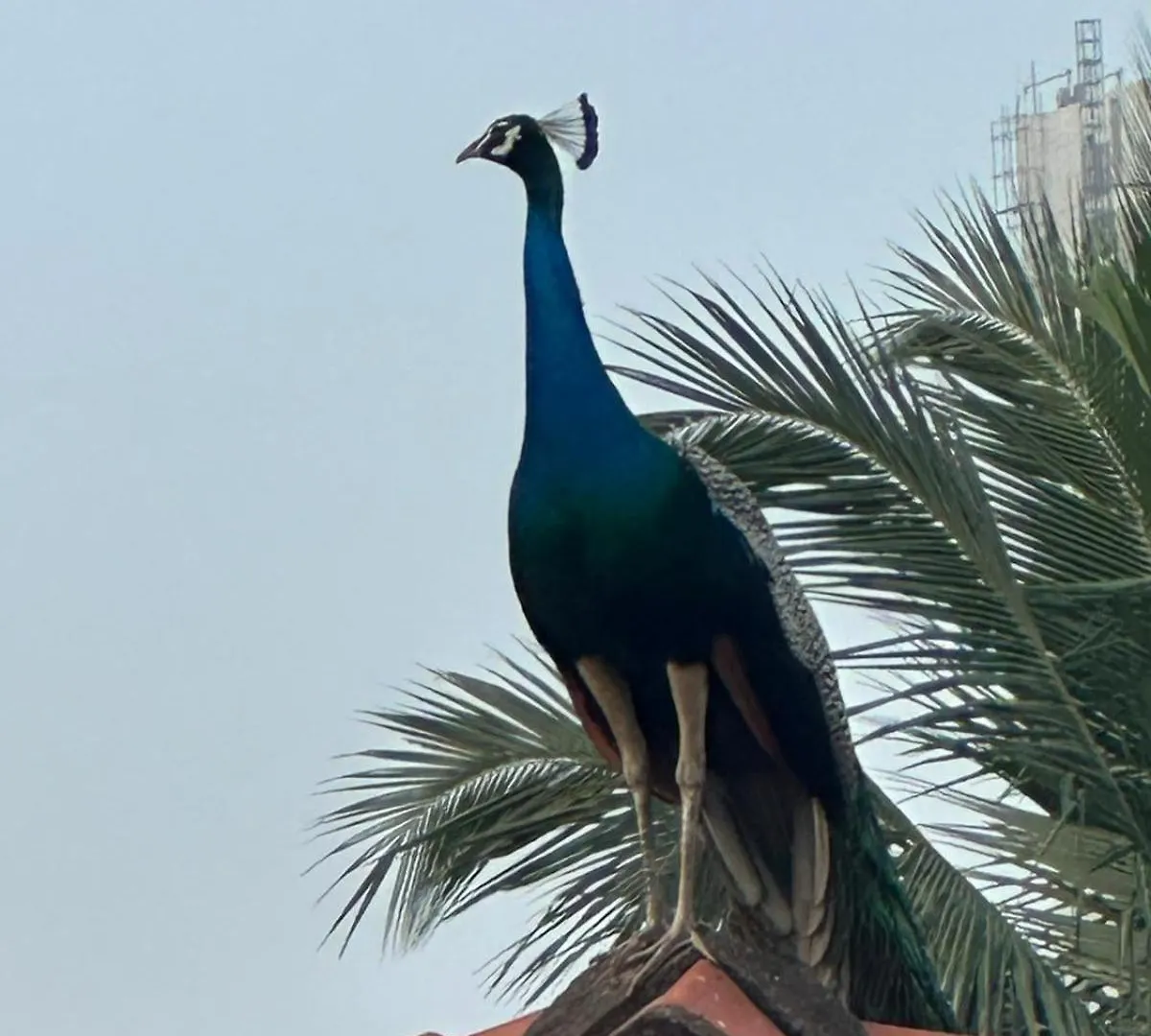 Yolanda Villa Negombo
